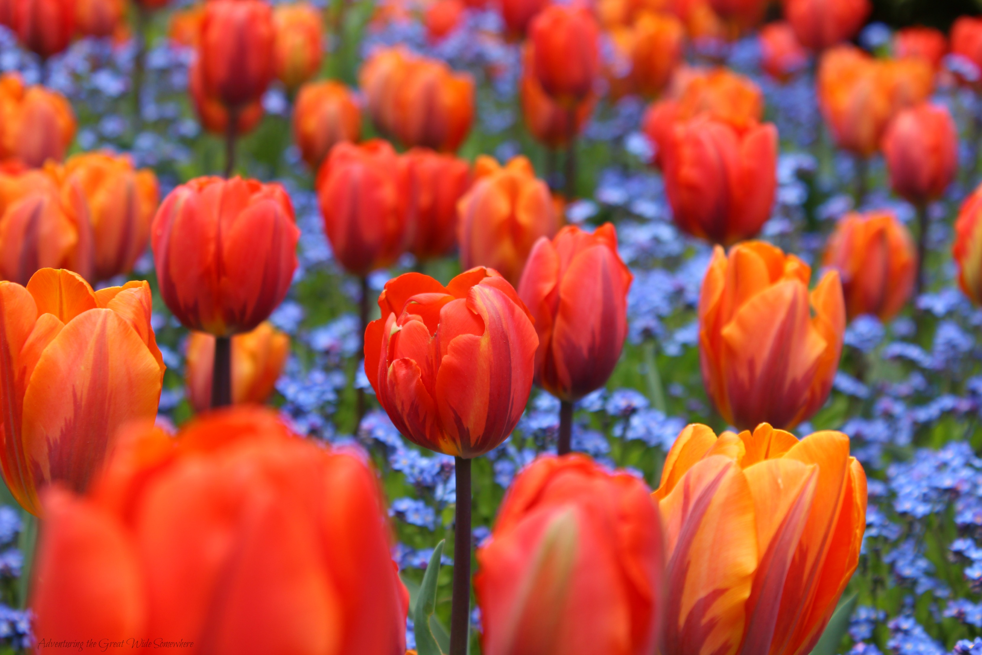 Fiery Red and Orange Tulips Light up Butchart Gardens