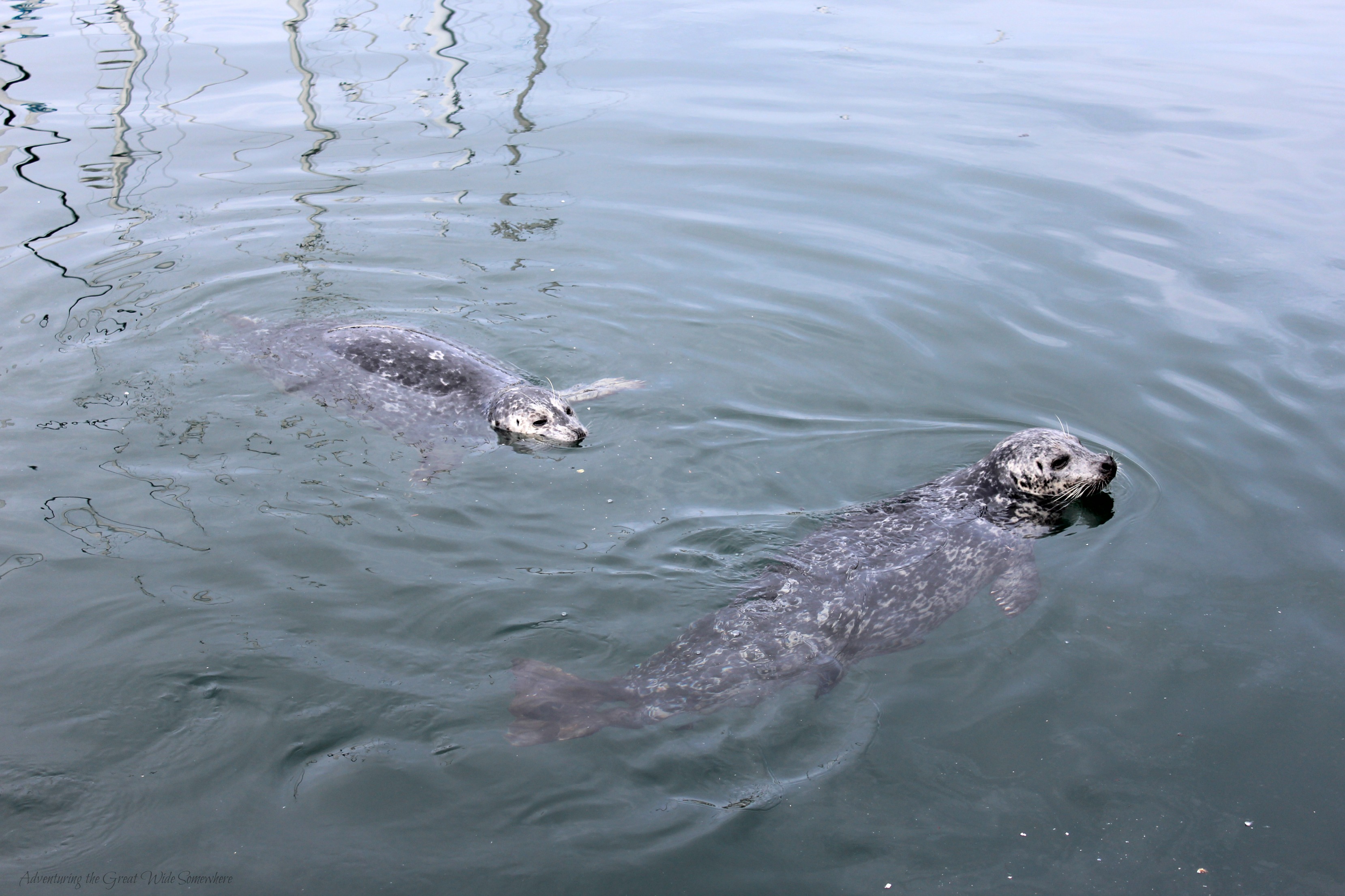Harbor Seals Wait to be Fed at Victoria's Fisherman's Wharf