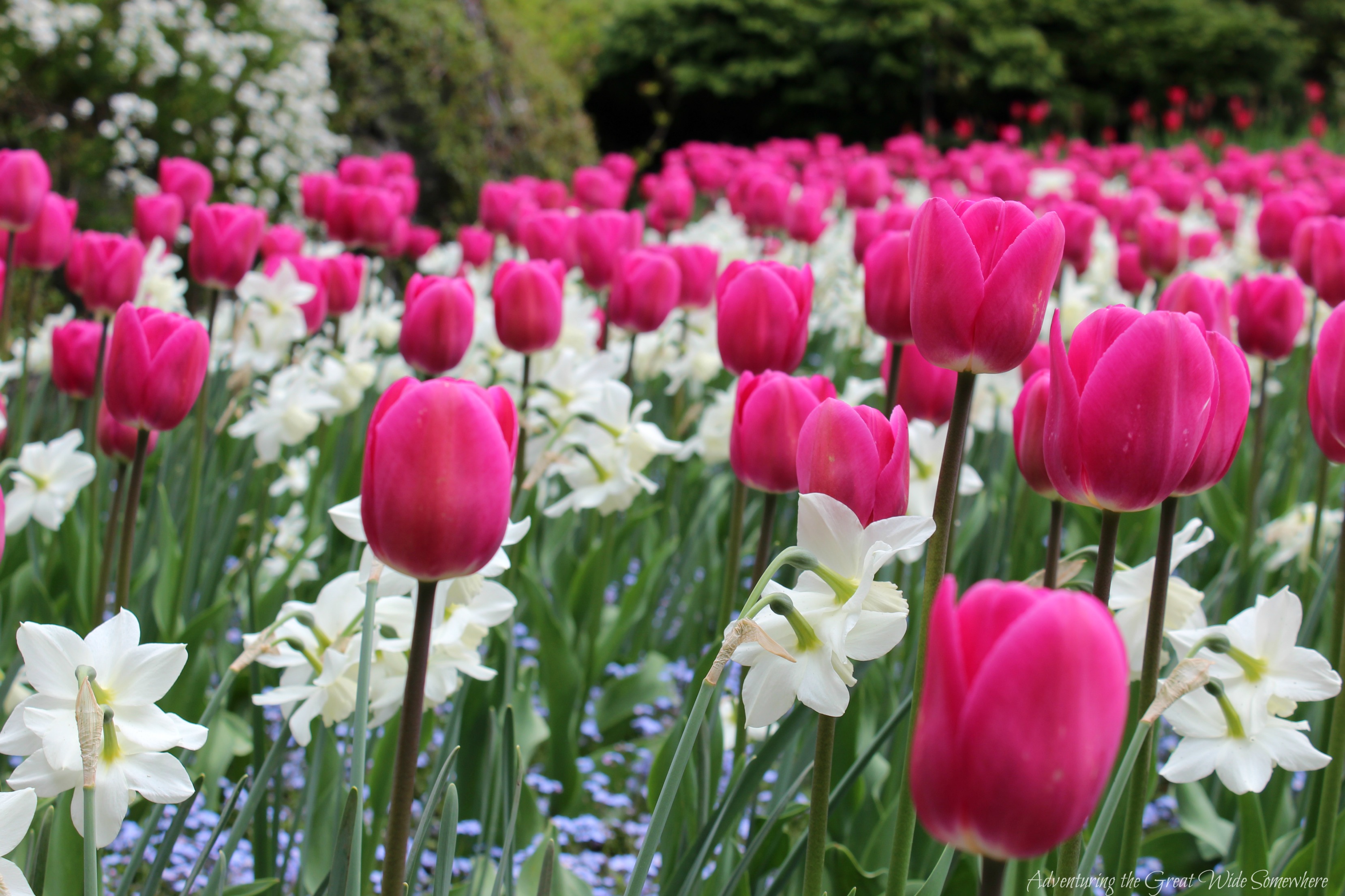Hot Pink Tulips in Spring Bloom at the Butchart Gardens