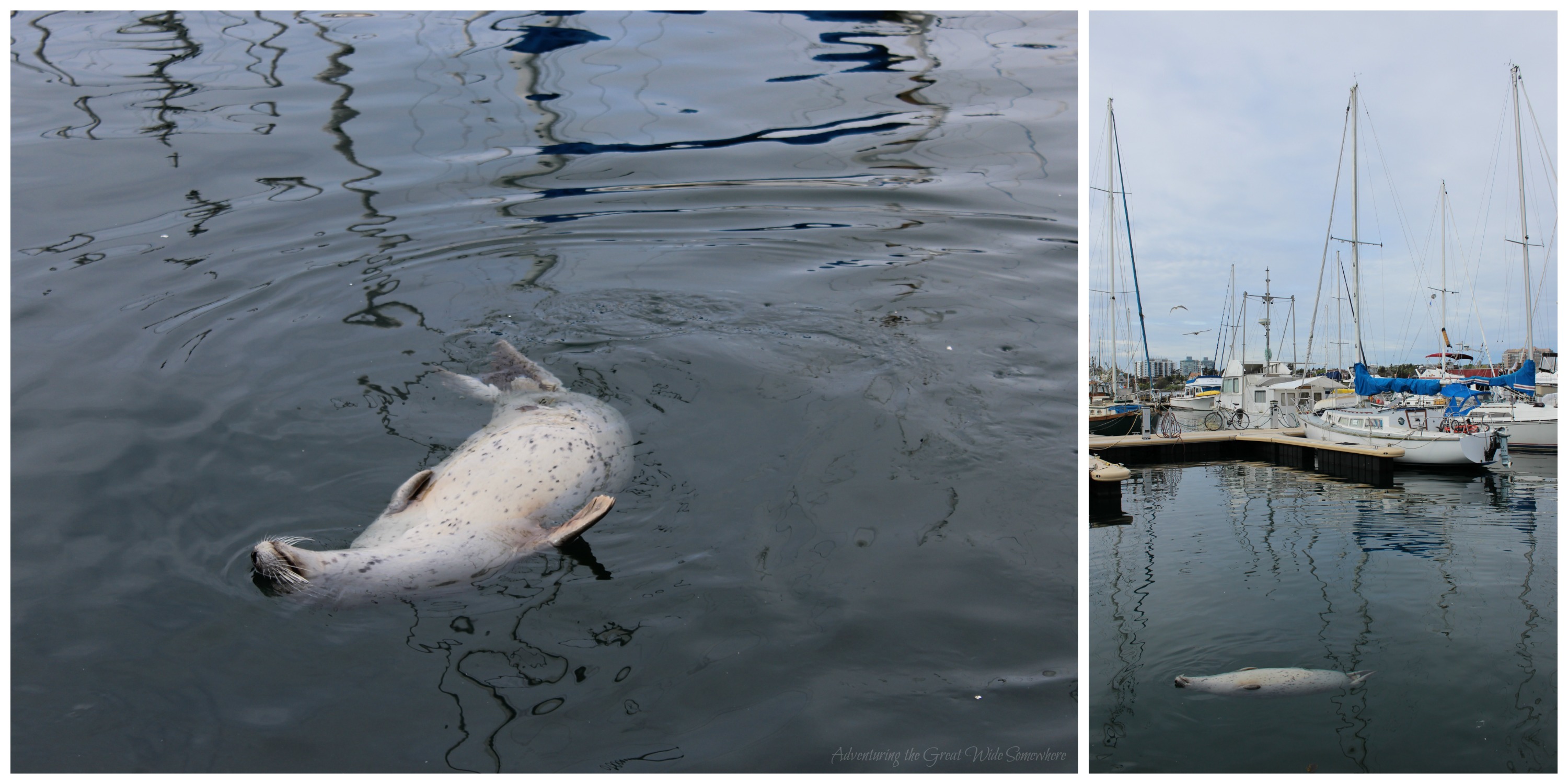 My Spirit Animal, a Lazy Seal on his Back at Fisherman's Wharf, Victoria B.C.