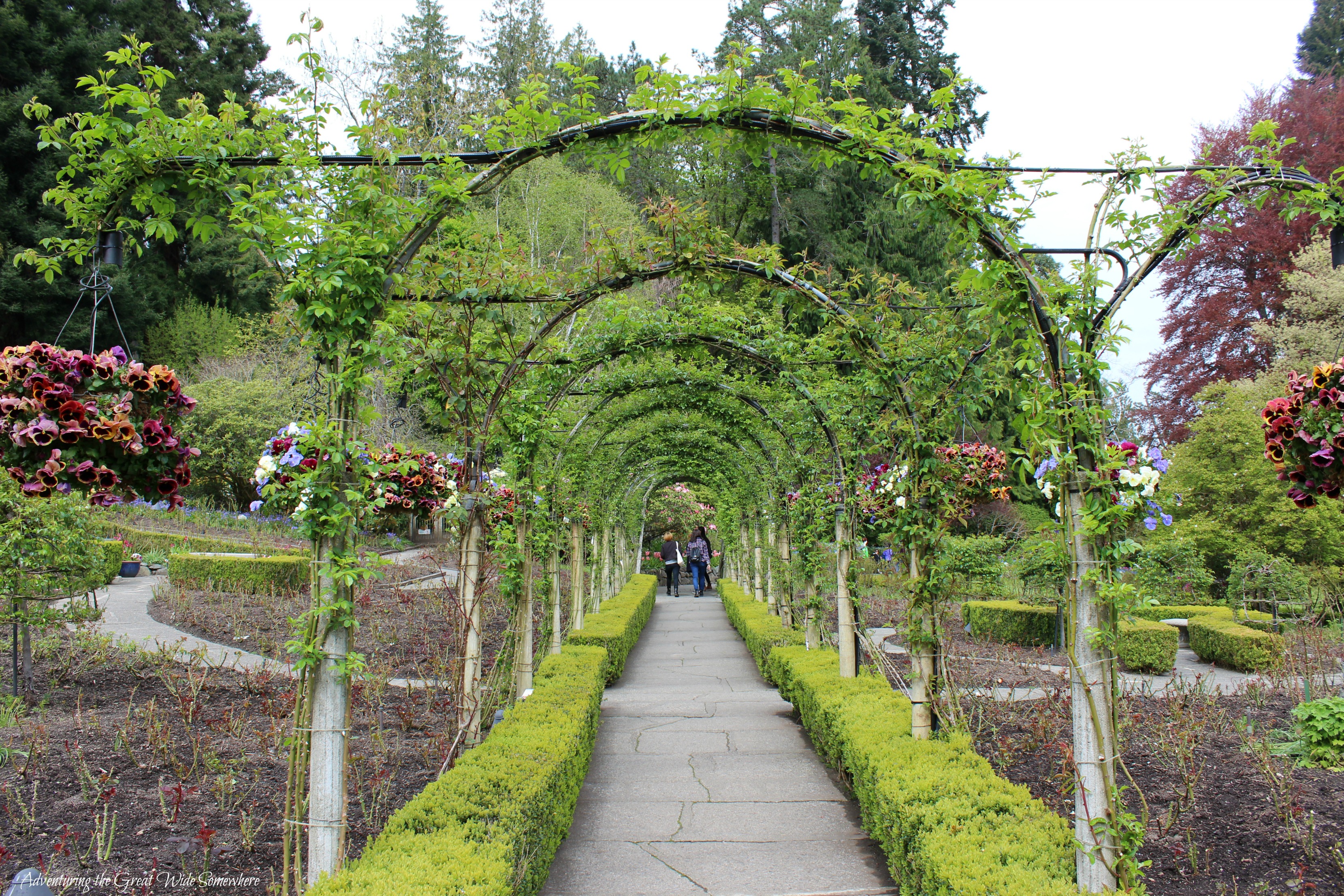 A Leafy Arch at the Butchart Gardens in British Columbia
