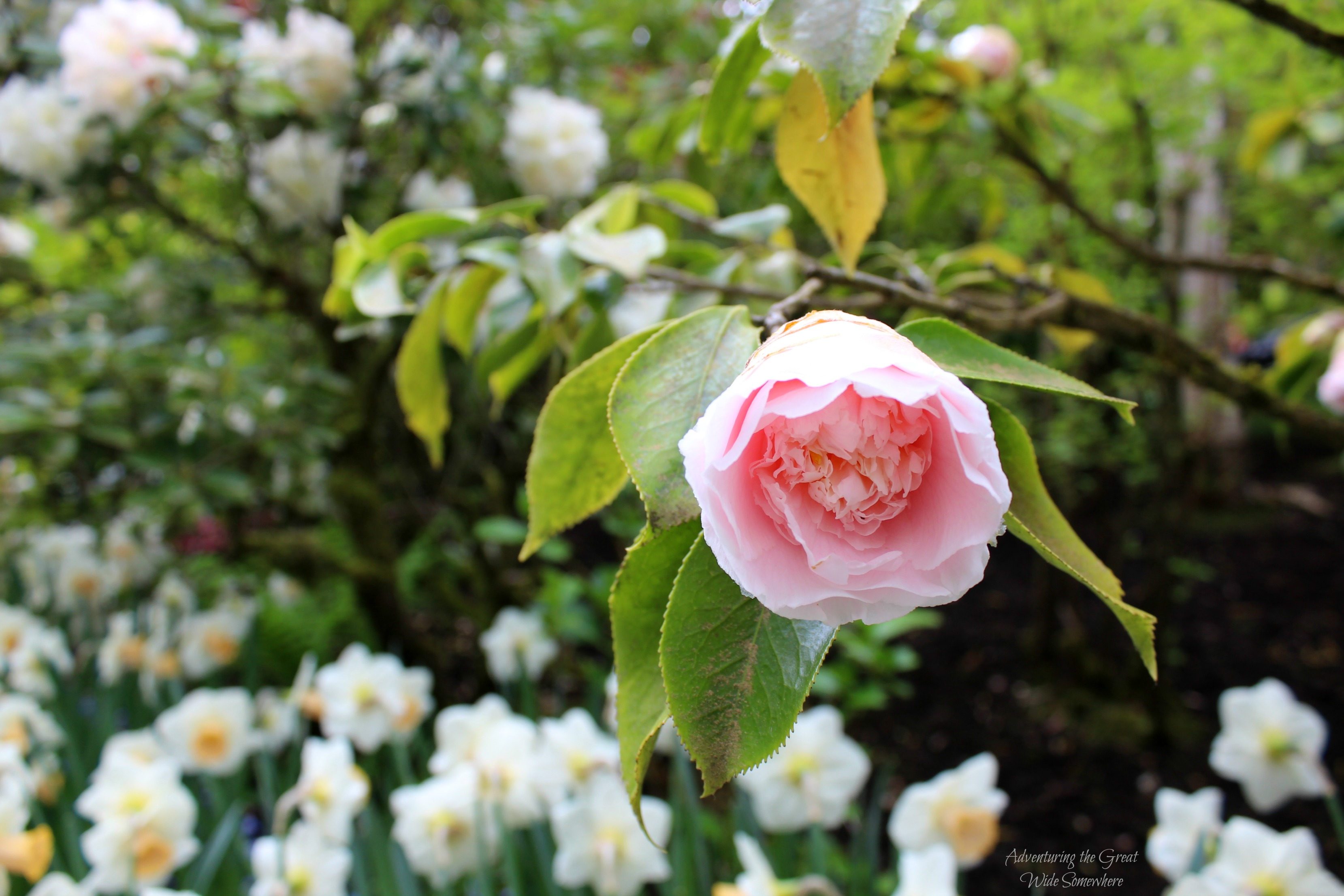 A Single Pink Bloom Stands Out at Butchart Gardens in Canada
